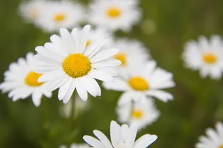 雏菊，草地，夏天，花，白色，关键词fotomontáž，植物，自然