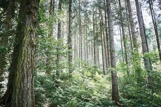 灰色，树木，森林，白天，低，角度，照片，绿色