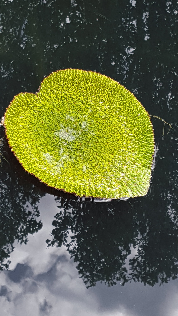 睡莲垫、池塘、水、植物、花园、植物、绿色、反射