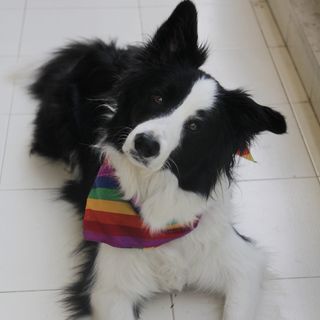 以色列, 特拉维夫-雅法, Ben tsiyon Blvd 30, 可爱, 小狗, 狗, 阳台, lgbt