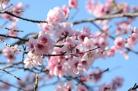 选择性,聚焦摄影,粉色,花瓣花朵,花朵,花朵,自然,花园 选择性,聚焦摄影,粉色,花瓣花朵,花朵,花朵,自然,花园