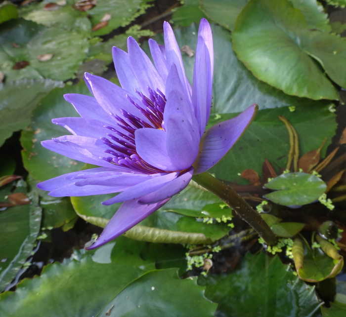 白睡莲，紫色，紫色白睡莲，花，潔 净、天然、植物、天然