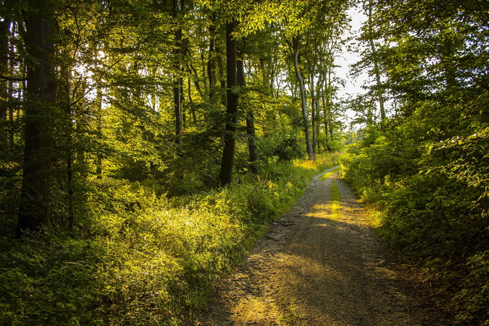 dirtroad、green、trees、Dayth、nature、summer、forest、forest road