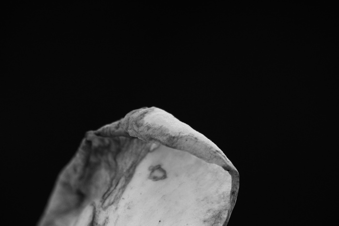 花瓣、叶子、花、植物、干燥、染色、空白和白色、酥脆