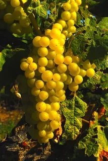 葡萄、ile de re、秋季、健康饮食、水果、食品和饮料、食品、生长