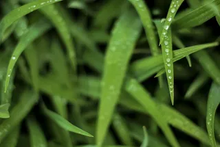 panthone 2017，树叶，水，绿色，生长，植物，全框架，自然