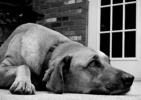 美国，哈德逊，请，眼睛，狗，眼睛水平，自然，白色