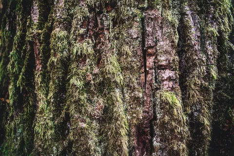 树，植物，白云石，特伦蒂诺，意大利，针叶树，苔藓，自然