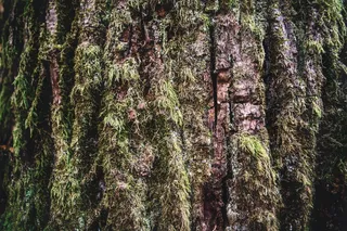 树，植物，白云石，特伦蒂诺，意大利，针叶树，苔藓，自然