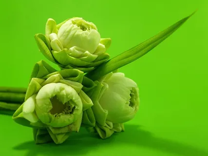 三朵白花 三朵白花