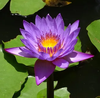 百合,花朵,睡莲,热带,白昼花,睡莲,胎生,蓝睡莲 百合,花朵,睡莲,热带,白昼花,睡莲,胎生,蓝睡莲