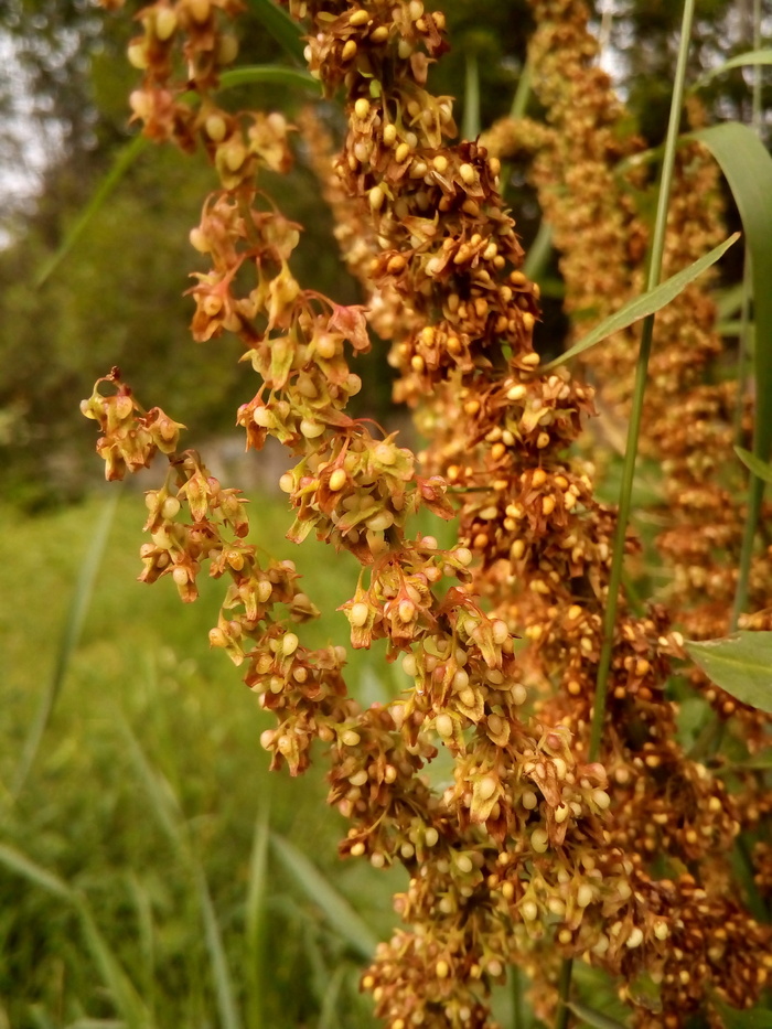 种子、植物、野生植物、树荫、腊肠、草、酸模、生长