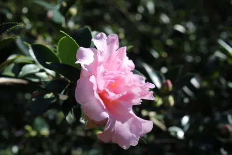 花, 性质, 粉红色, 背景虚化, 植物, 开花植物, 粉红色, 花瓣