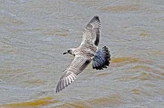 黄腿海鸥，幼年黄腿海鸟，第一夏季黄腿海鹰，larus micahellis，南岸，泰晤士河，伦敦，野生动物