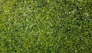 爱尔兰，都柏林，灌木丛，树，植物，颜色，颜色，花园