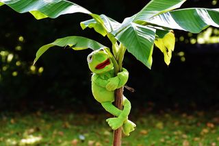 激怒，克米特，青蛙，克米特青蛙，绿色，玩具，软玩具，填充动物