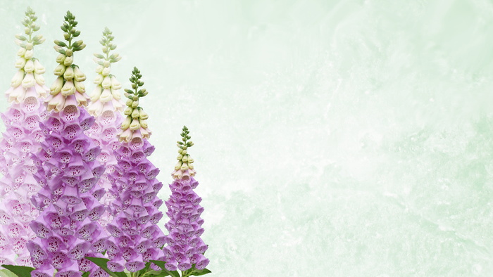 贺卡，狐狸手套，桌面，问候语，花园，紫色，开花植物，植物