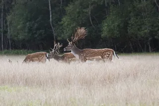 鹿，休闲鹿，鹿角，森林，野生动物，哺乳动物，动物，动物主题