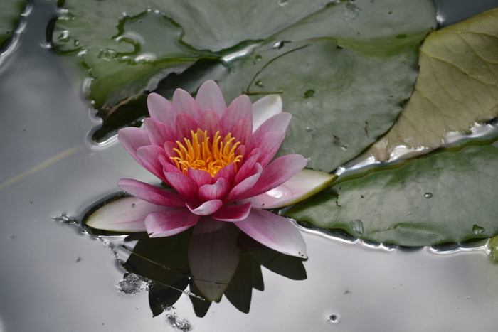 睡莲，花，水，花瓣，睡莲，开花植物，湖，叶