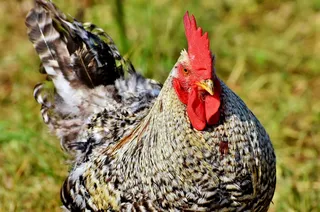 hahn，gockel，家禽，鸡冠，鸟，动物，鸡头，梳子