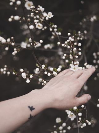 人的手触摸白色花瓣的画面