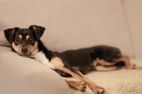 柏林，德国，寒冷，放松，狗，狗，小狗，小狗