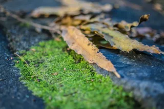 地上的棕色干树叶