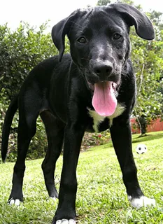 拉布拉多猎犬,小狗,实验室,拉布拉多犬,黑色实验室,黑色拉布拉多犬,狗,狗 拉布拉多猎犬,小狗,实验室,拉布拉多犬,黑色实验室,黑色拉布拉多犬,狗,狗