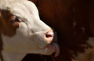 牛，小牛，可爱，有蹄动物，好帮手，避难所，动物，喜欢动物