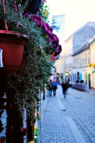 圣诞节，植物，萨格勒布，老，装饰，时髦，迷迭香，花