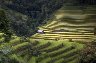水稻梯田