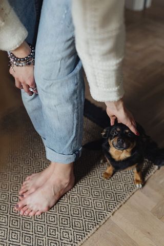 抚摸那只可爱的小狗