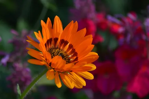 花，自然，花粉，夏天的花，橘子花，花瓣，花园，绿色