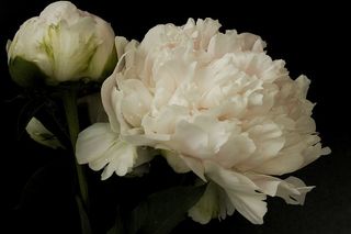 牡丹，牡丹花束，花朵，夏季，季节，特写，黑色背景，高贵