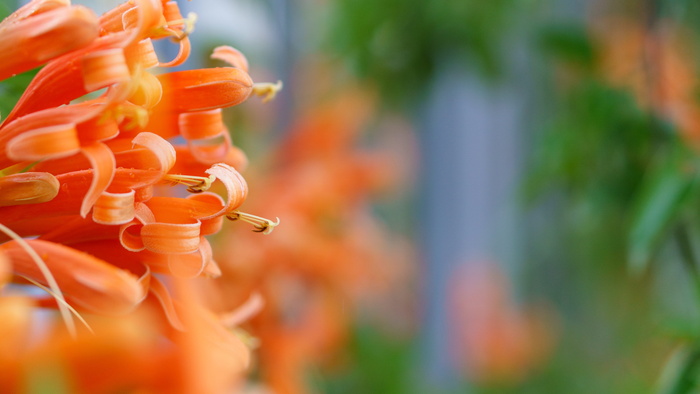 花椰菜、向日葵、花朵、选择性聚焦、特写、植物、聚焦前景、无人
