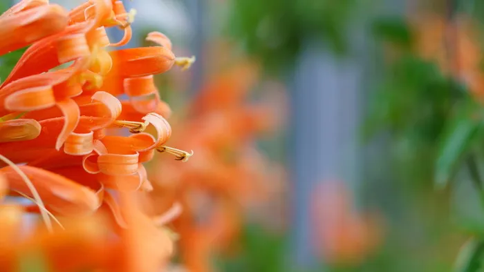 花椰菜、向日葵、花朵、选择性聚焦、特写、植物、聚焦前景、无人