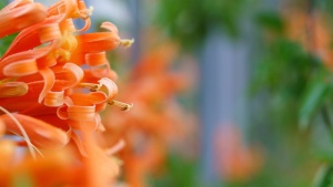 花椰菜、向日葵、花朵、选择性聚焦、特写、植物、聚焦前景、无人