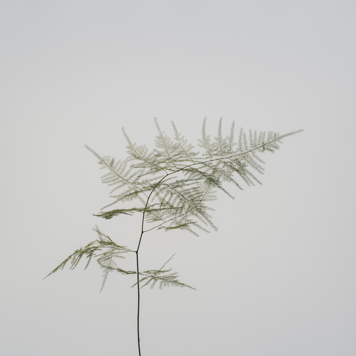 绿叶植物，植物，莳萝，食物，调味品，树，草，芦笋