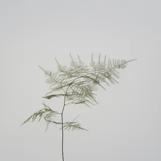 绿叶植物，植物，莳萝，食物，调味品，树，草，芦笋