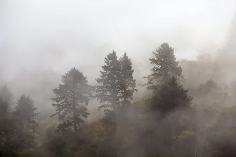 美国,红杉国家公园,雾,树,雾森林,雾,树,植物 美国,红杉国家公园,雾,树,雾森林,雾,树,植物