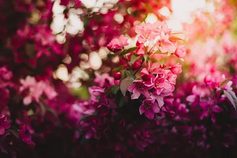 粉色,花朵,花朵,花瓣,叶子,植物,自然,绿色 粉色,花朵,花朵,花瓣,叶子,植物,自然,绿色