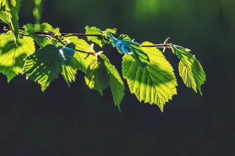 树叶的特写照片 树叶的特写照片