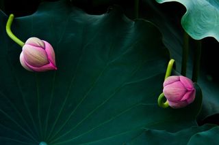 莲花、蓓蕾、追逐、玩耍、花朵、大自然之美、开花植物、花瓣