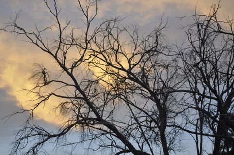剪影、树木、植物、自然、户外、阳光、天空、天气 剪影、树木、植物、自然、户外、阳光、天空、天气