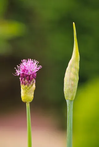 观赏洋葱、葱、葱、紫罗兰、紫色、春花、花朵、花朵
