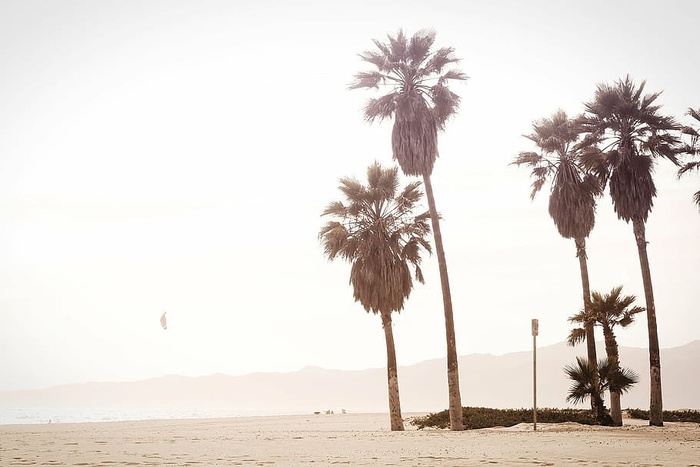 绿色的棕榈树，四棵，椰子树，树，旁边，海边，棕榈树，太阳