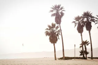 绿色的棕榈树，四棵，椰子树，树，旁边，海边，棕榈树，太阳