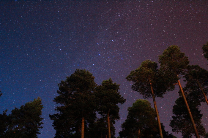 夜间绿树成荫