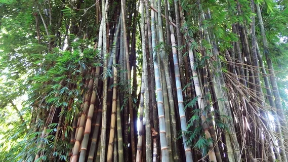 竹子,竹林,竹子,树木,植物,森林,生长,土地 竹子,竹林,竹子,树木,植物,森林,生长,土地