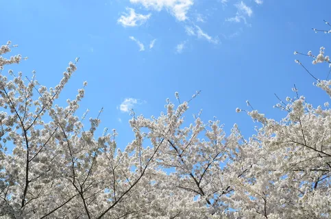 白叶树,白色,花,天,时间,蓝色,天空,云 白叶树,白色,花,天,时间,蓝色,天空,云